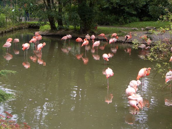 Im Tierpark Schmieding  - 