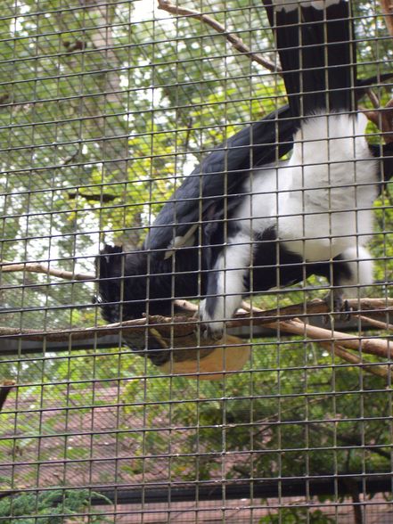 Im Tierpark Schmieding  - 