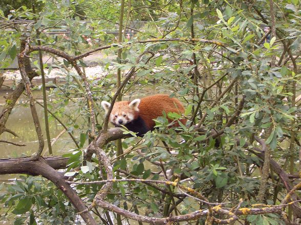 Im Tierpark Schmieding  - 