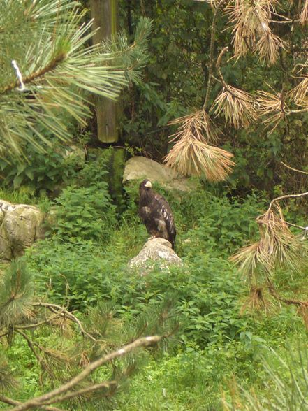 Im Tierpark Schmieding  - 