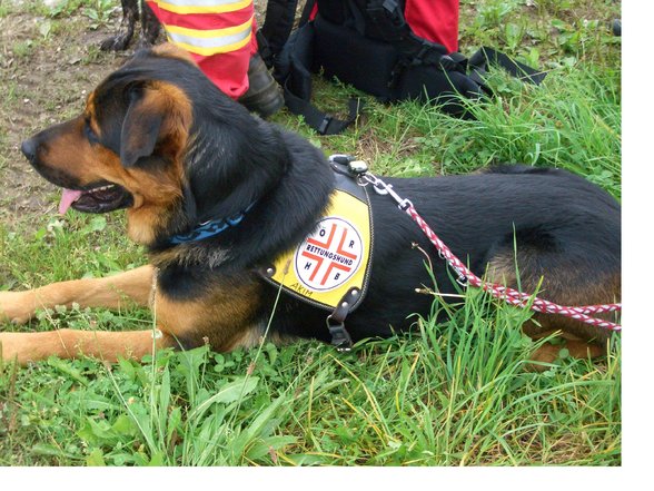 Rettungshunde im Einsatz - 