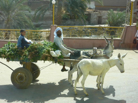 Ausflug nach Luxor!! WOW!! - 