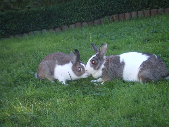 Des sant meine klanen Schatzls!!!Tiere.. - 