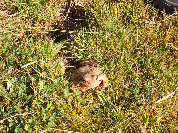 Trämpl 1424m 21.8.09 - 