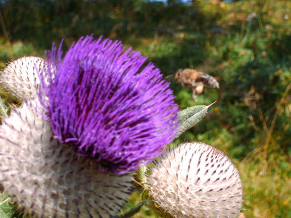 Trämpl 1424m 21.8.09 - 