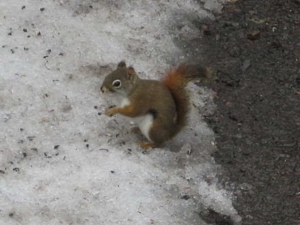 Canada, Februar-April - 