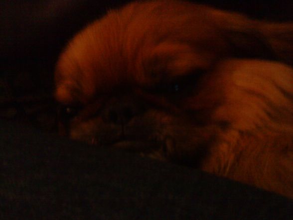 meine babys - 