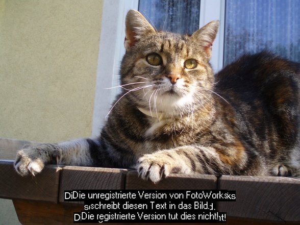 Fotoshooting für Whiskas - 