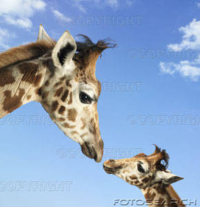 giraffen - 