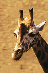 giraffen - 