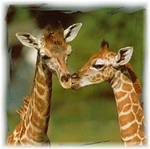 giraffen - 