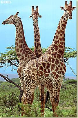 giraffen - 