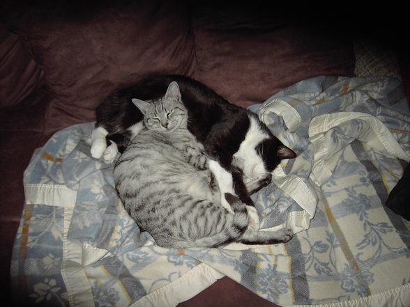 myCats - 