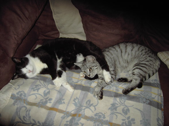 myCats - 