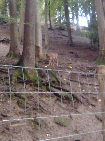 Wandertag im Tierpark Haag  - 