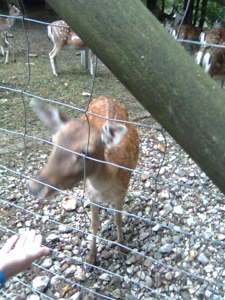 Wandertag im Tierpark Haag  - 