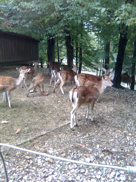 Wandertag im Tierpark Haag  - 