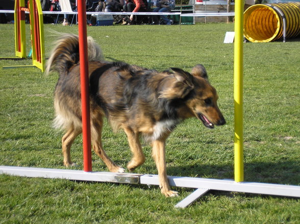 Agility Niki und Lilli - 