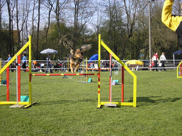 Agility Niki und Lilli - 