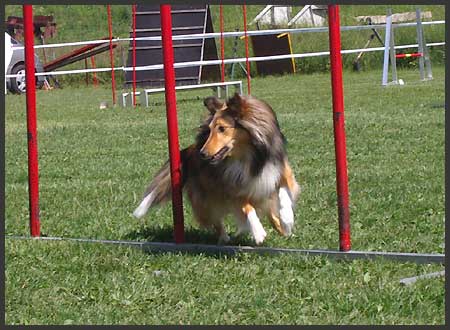 Agility Niki und Lilli - 