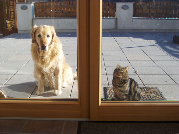 Hund Mira und Katze Cäsar - 