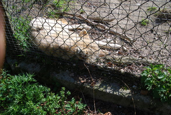 Wildpark Grünau im Almtal - 