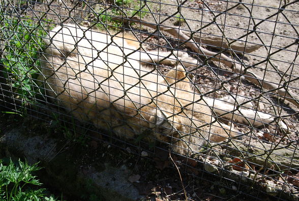 Wildpark Grünau im Almtal - 