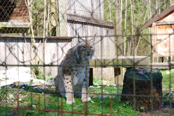 Wildpark Grünau im Almtal - 