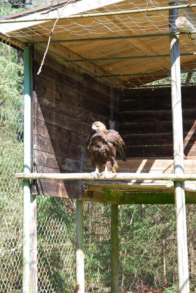 Wildpark Grünau im Almtal - 