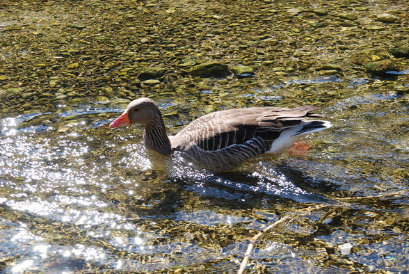 Wildpark Grünau im Almtal - 