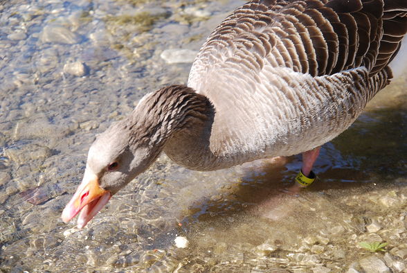 Wildpark Grünau im Almtal - 