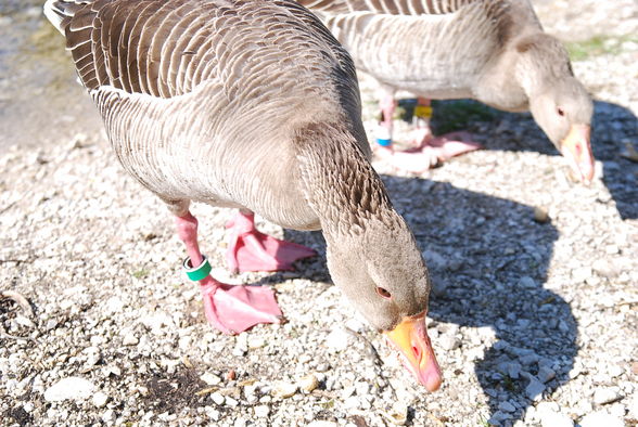 Wildpark Grünau im Almtal - 