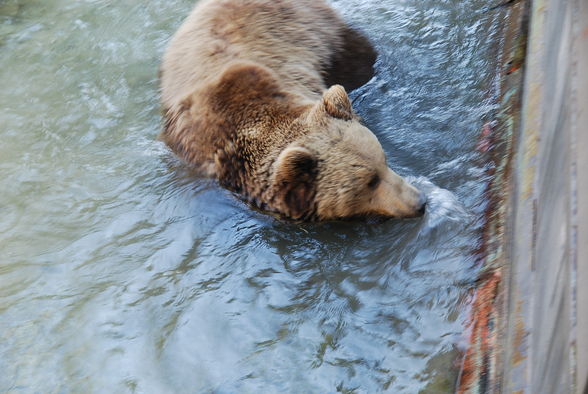 Wildpark Grünau im Almtal - 