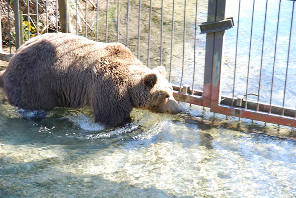 Wildpark Grünau im Almtal - 