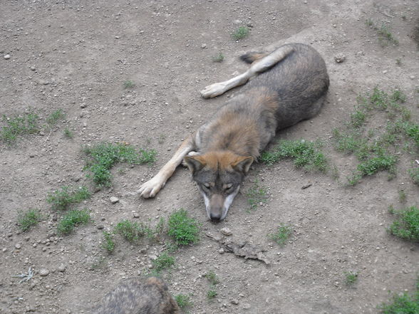 Tierparkbesuche - 