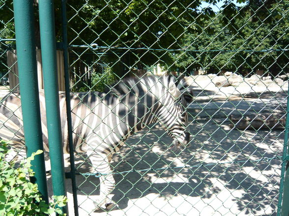 Schönbrunner Tierpark - 