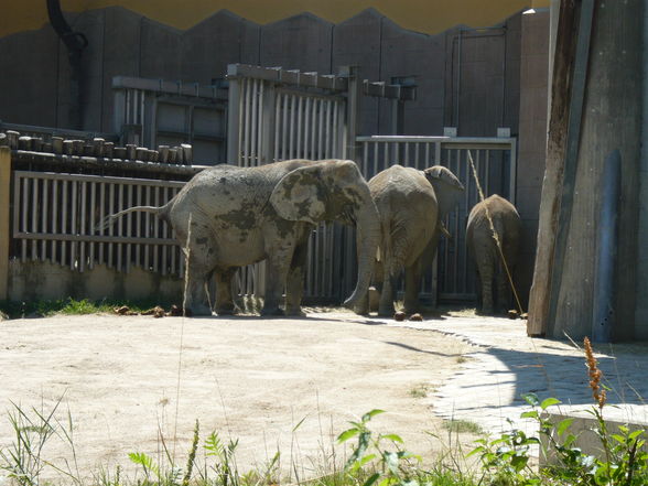 Schönbrunner Tierpark - 