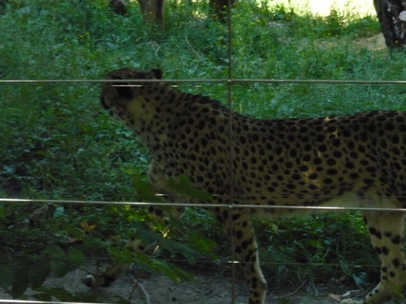 Schönbrunner Tierpark - 