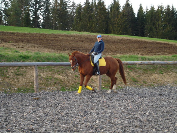 reiten - 