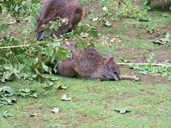  Tierpark-Schönbrunn und Prater - 