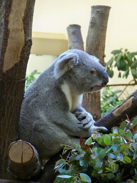  Tierpark-Schönbrunn und Prater - 