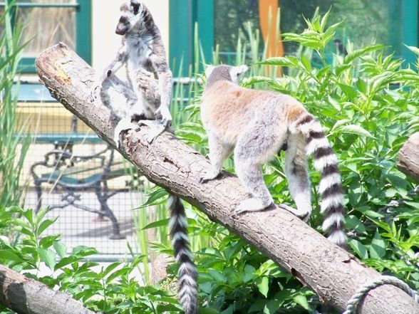  Tierpark-Schönbrunn und Prater - 