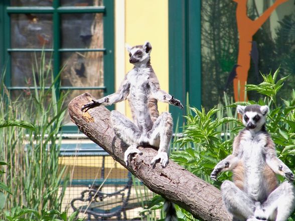  Tierpark-Schönbrunn und Prater - 