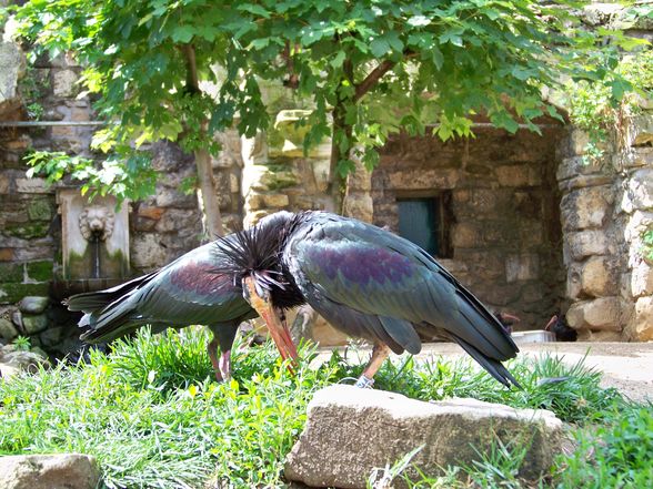  Tierpark-Schönbrunn und Prater - 