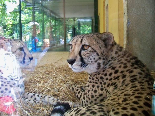  Tierpark-Schönbrunn und Prater - 