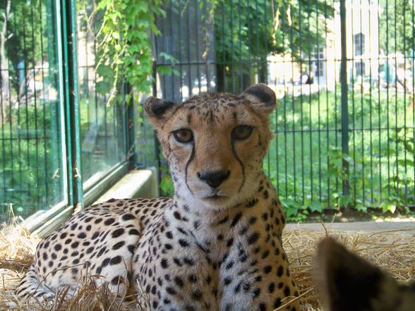  Tierpark-Schönbrunn und Prater - 