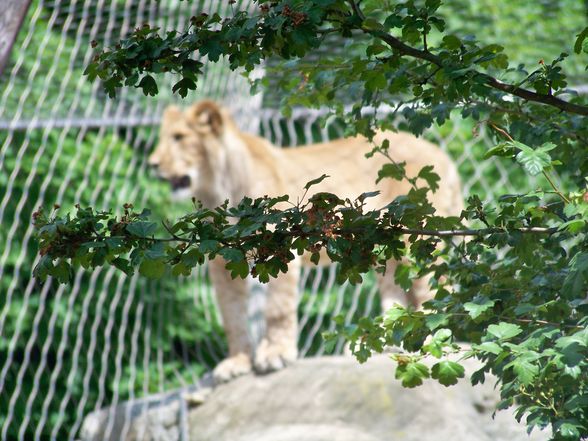  Tierpark-Schönbrunn und Prater - 