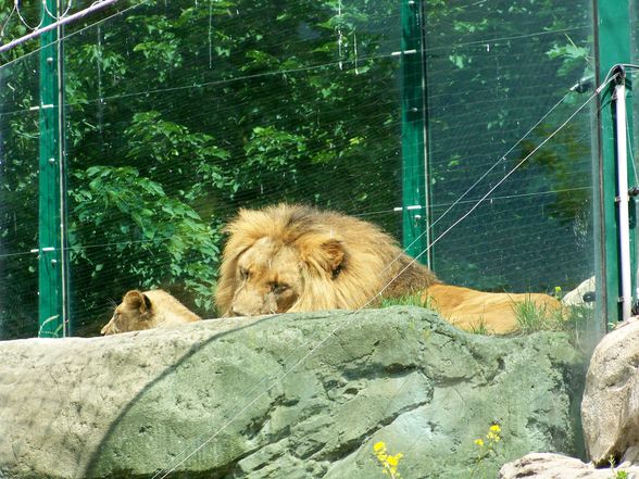  Tierpark-Schönbrunn und Prater - 