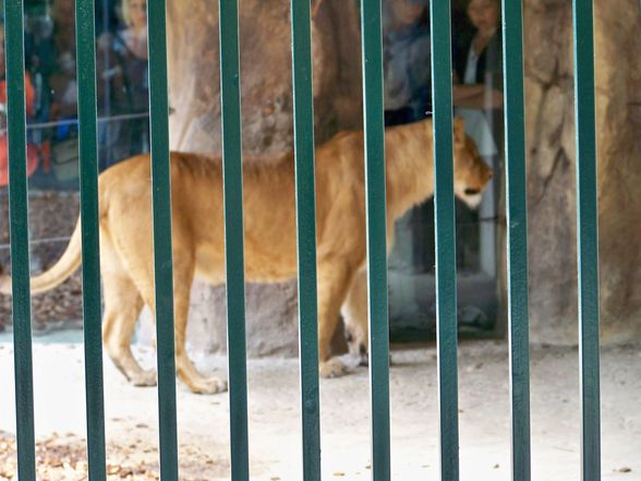  Tierpark-Schönbrunn und Prater - 