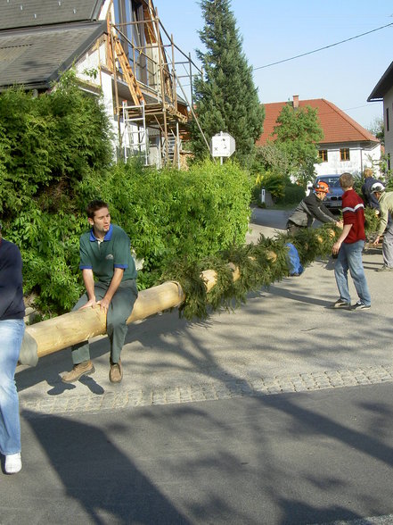 Maibaum - 